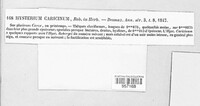 Lophodermium caricinum image